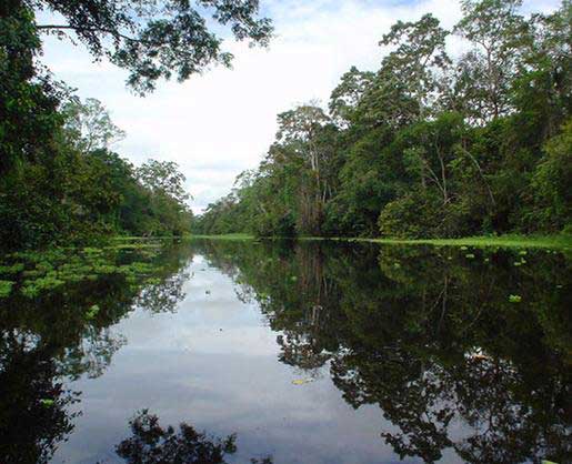 Амазонски дъждовни гори